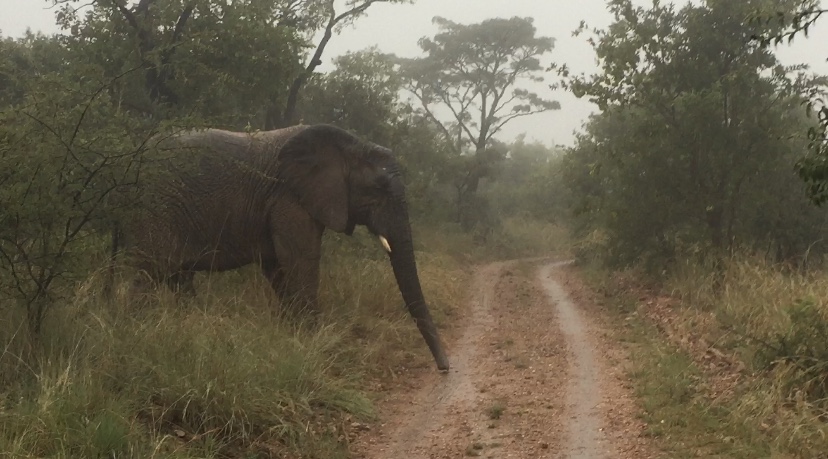 Elephant on safari crossing dirt path